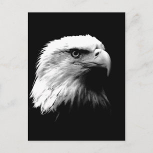 Vertical Black & White Bald Eagle Postcard