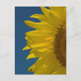 Vertical Sunflower   Postcard