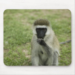 Vervet monkey eating, Africa Mouse Mat