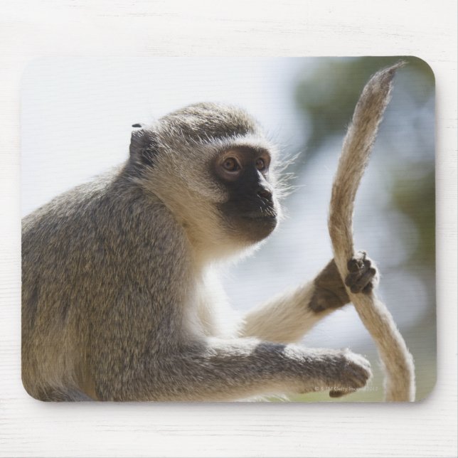 Vervet monkey holding tail mouse mat (Front)