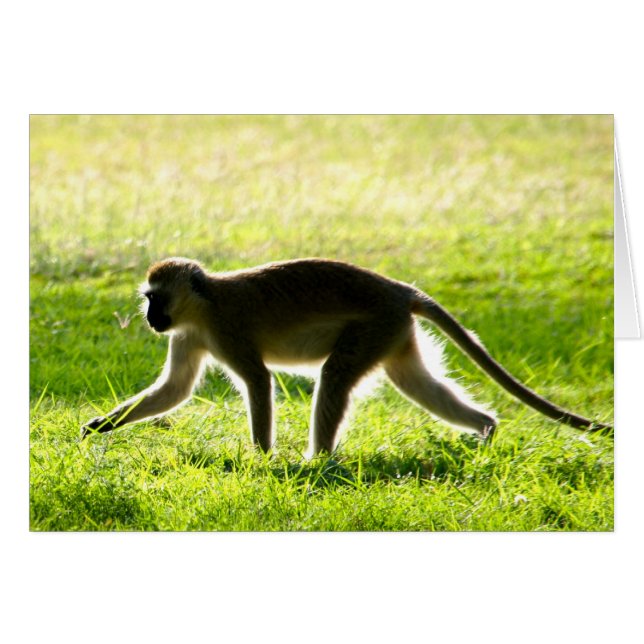Vervet Monkey Morning (Front Horizontal)