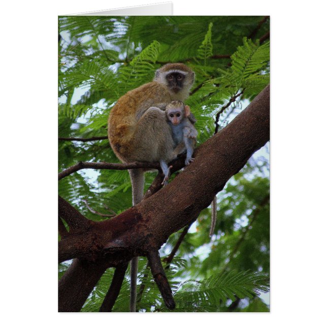 Vervet Monkey Mother and Child Card (Front)