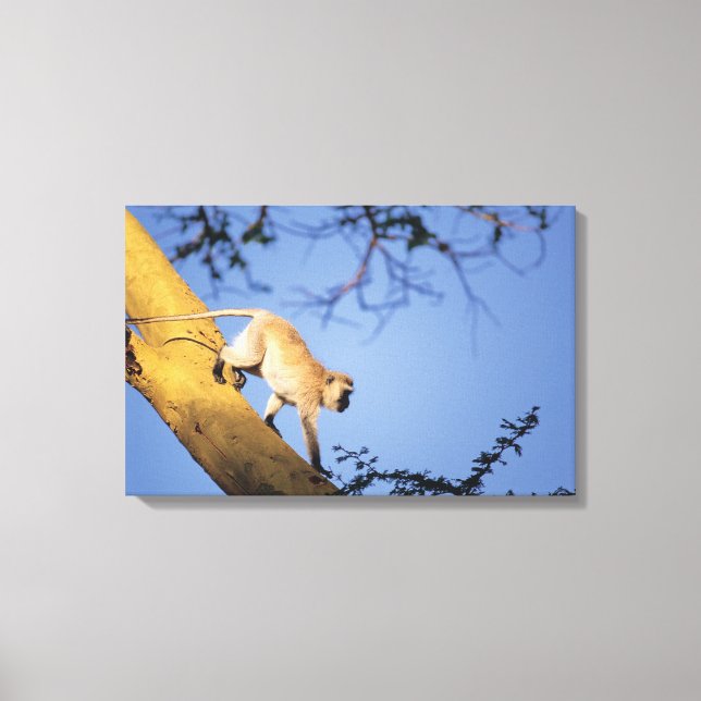 Vervet monkey on tree branch , Serengeti Canvas Print (Front)