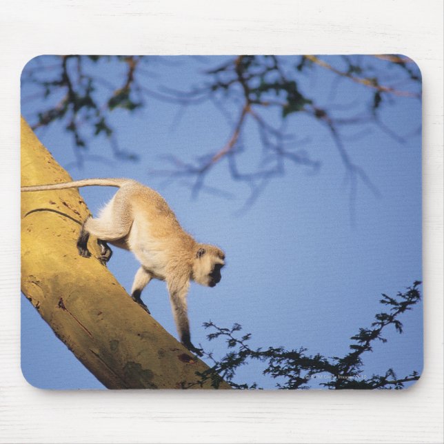 Vervet monkey on tree branch , Serengeti Mouse Mat (Front)
