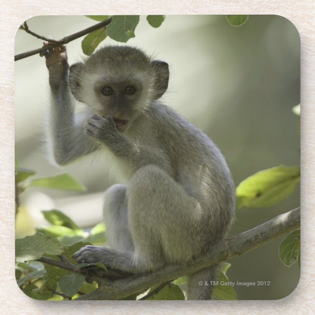 Vervet Monkey, Zimbabwe Coaster (Front)