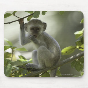 Vervet Monkey, Zimbabwe Mouse Mat