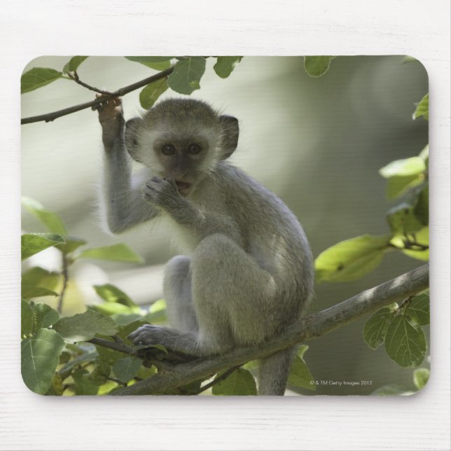Vervet Monkey, Zimbabwe Mouse Mat (Front)