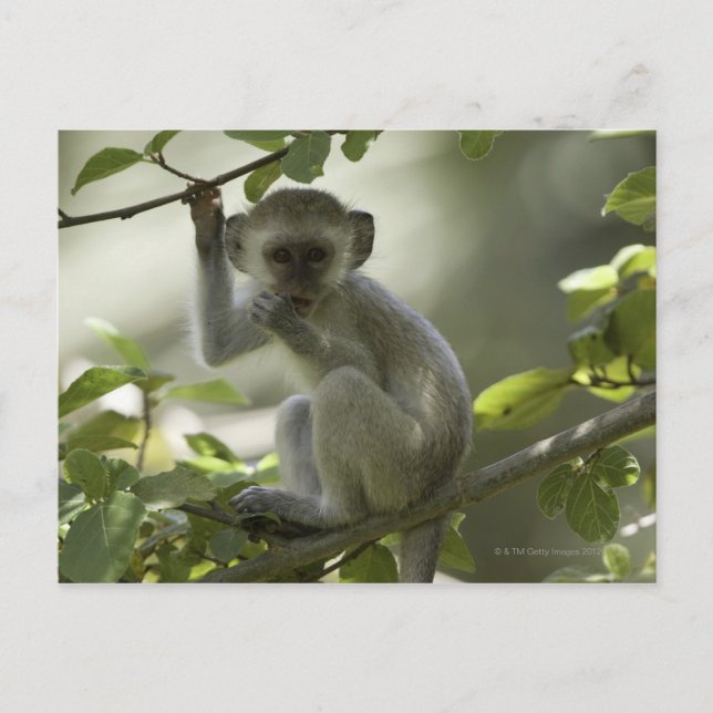 Vervet Monkey, Zimbabwe Postcard (Front)