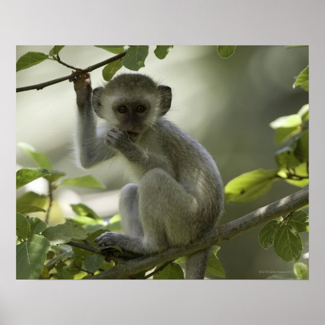 Vervet Monkey, Zimbabwe Poster (Front)