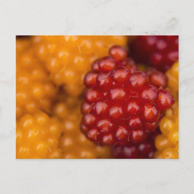 Very Berry Postcard (Front)