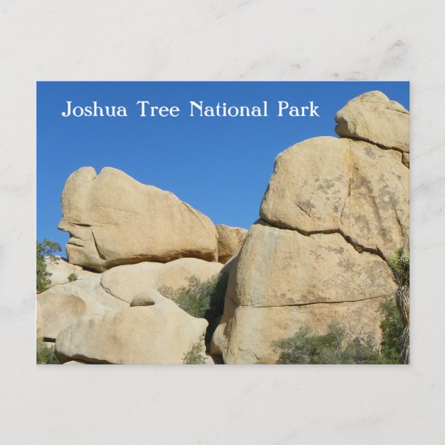 Very Cool Joshua Tree Postcard! Postcard (Front)
