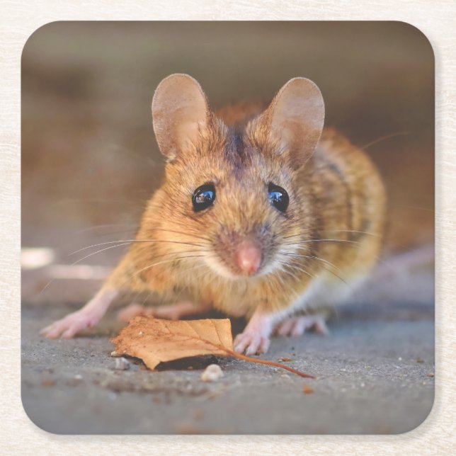 Very Cool Mouse in the Wild Coaster Set (Front)
