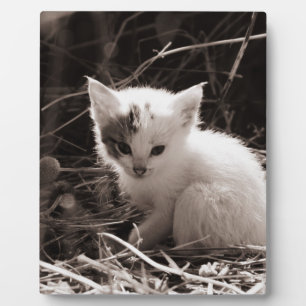 Very cute black and white kitten sat in straw plaque