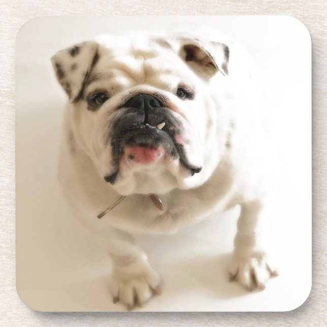Very Cute Bulldog Coaster (Front)