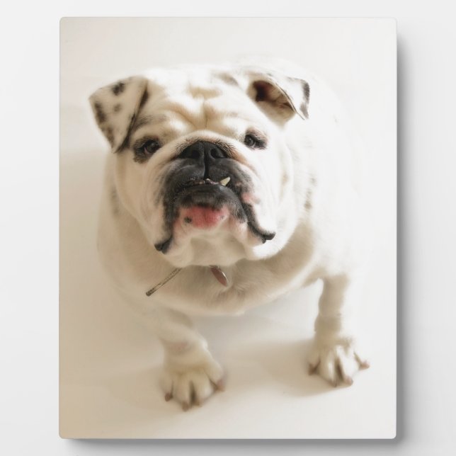 Very Cute Bulldog Plaque (Front)