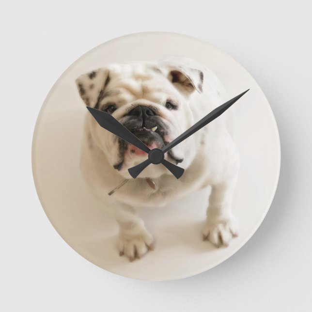 Very Cute Bulldog Round Clock (Front)