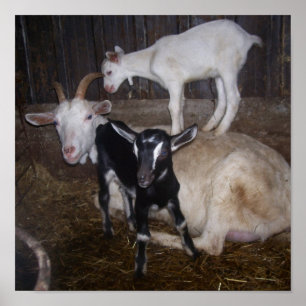 VERY CUTE GOAT PICTURE. POSTER