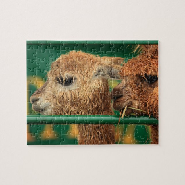 very cute lamas both looking at something jigsaw puzzle (Horizontal)
