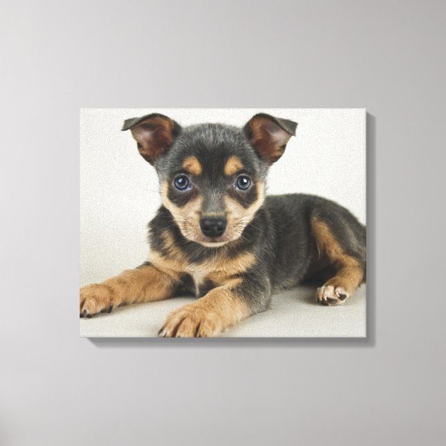 Very Cute Puppy With Loving Eyes Canvas Print (Front)
