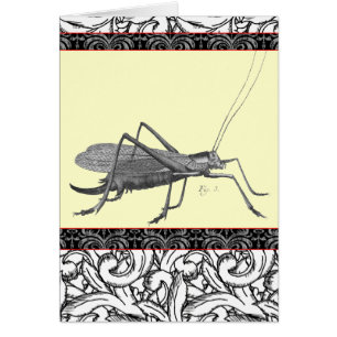 Very Elegant Grasshopper from Antique Print