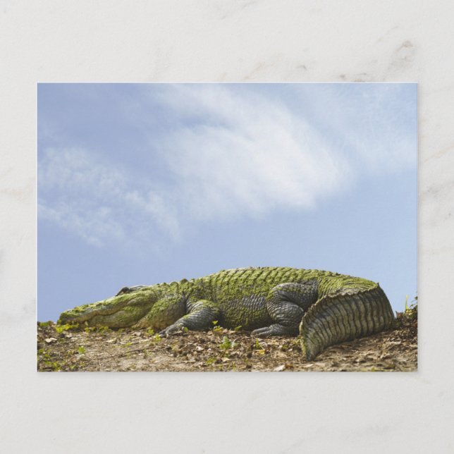 Very Large Alligator Postcard (Front)