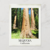 Very Nice Sequoia Postcard!