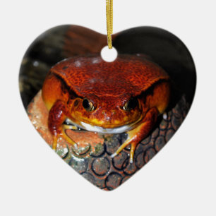 Very nice tomato frog. Frog with unusual colour. Ceramic Tree Decoration