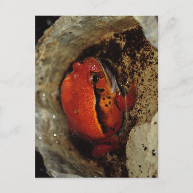 Very nice tomato frog. Frog with unusual colour. Postcard (Front)