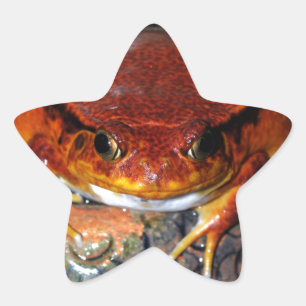 Very nice tomato frog. Frog with unusual colour. Star Sticker