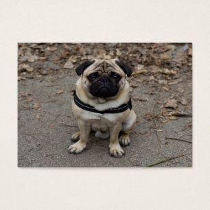 Very Serious Pug