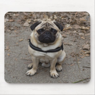 Very Serious Pug Mouse Mat