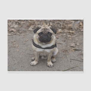 Very Serious Pug Tissue Paper