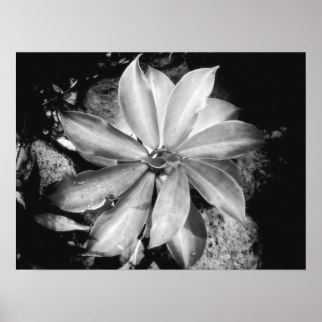 Very Symmetrical Plant, Oahu Poster (Front)