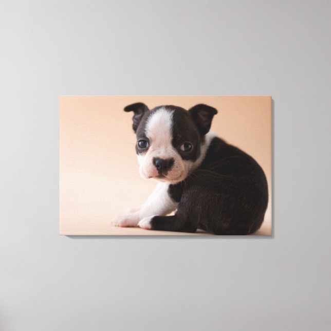 Very Young Boston Terrier Puppy Canvas Print (Front)