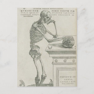 Vesalius Skeletal Image Postcard