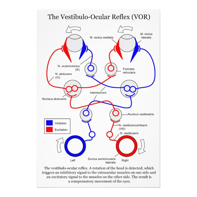 Vestibulo Ocular Reflex VOR Eye Movement Stabilise Photo Print (Front)