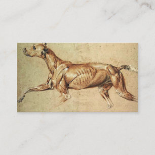 Veterinarian Business Card
