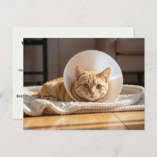Veterinarian Ginger Cat Wearing a Cone of Shame Postcard