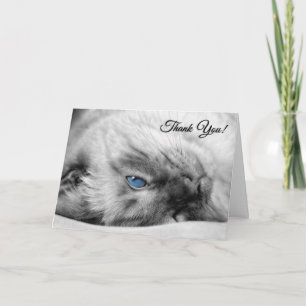 Veterinarian Thank You from the Cat Siamese