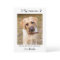Veterinarian Veterinary Personalised Pet Dog Photo