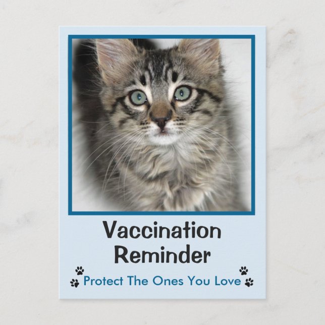 Veterinary Vaccination Blue-Eyed Kitten Postcard (Front)