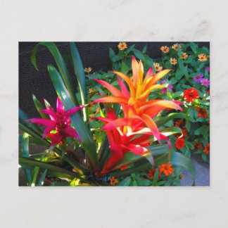 Vibrance Postcard
