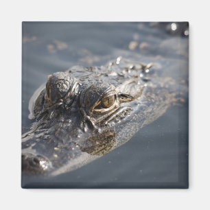 Vibrant American Alligator Lurking In Water Magnet