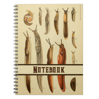 Vibrant Antique Slug Illustration Natural History  Notebook