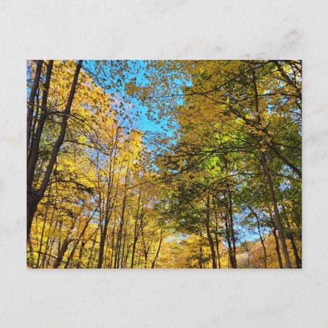 Vibrant autumn forest with trees postcard (Front)
