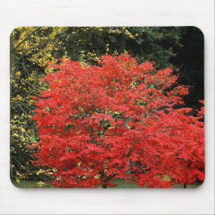 Vibrant Autumn Red Japanese Maple Tree Photography Mouse Mat