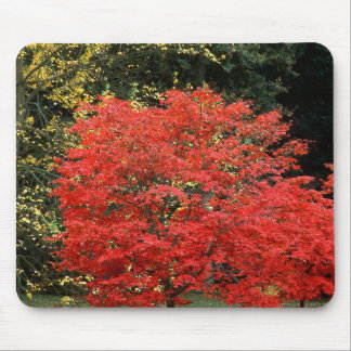 Vibrant Autumn Red Japanese Maple Tree Photography Mouse Mat