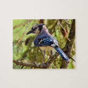 Vibrant Backyard Blue Jay - 8x10 - 110 pc. Jigsaw Puzzle
