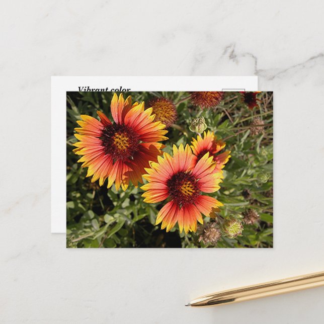 Vibrant blanket flowers  postcard (Front/Back In Situ)