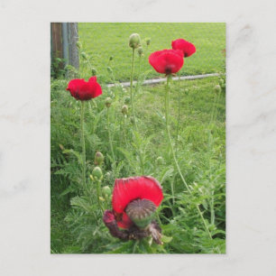 Vibrant Blooming Red Poppies Postcard